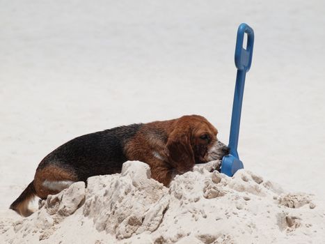 Beagle playing with a blue shovel on a pile of sand on the beach