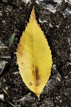 Close up view of a lonely yellow leaf on the ground.