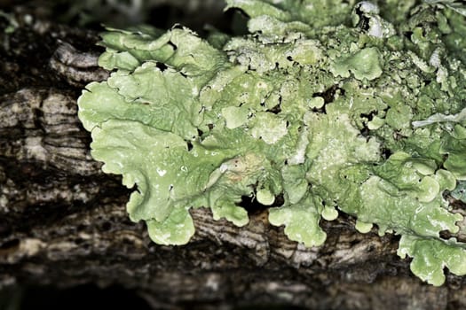 Close up view of some dry moss and lichen on a tree.