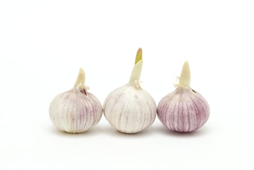 Three garlics on a white background
