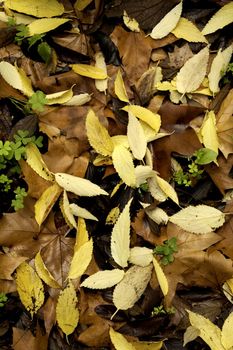 Close view detail of some autumn leafs on the ground.