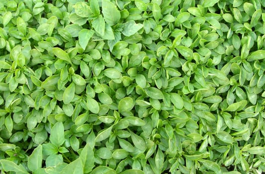 top view of a carpet of little green plants.