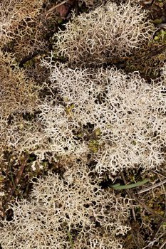 Close view detail of some reindeer lichen on the forest ground.