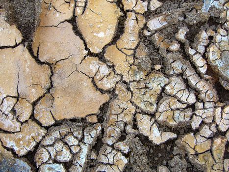 waterless mud, with several cracks on the surface.