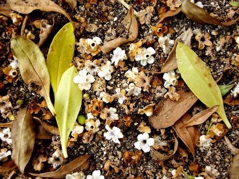 Several dead and fallen leafs, flowers and other things on the ground. 