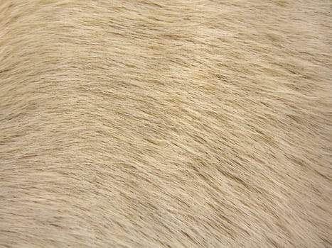 Closeup view on the texture of dog fur.