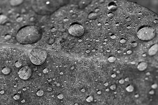 Close up view of a leaf with many droplets of water.