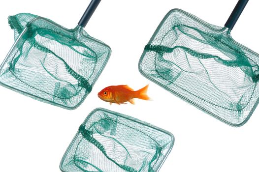A godfish is surrounded by 3 fishingnets. Taken on a clean white background.