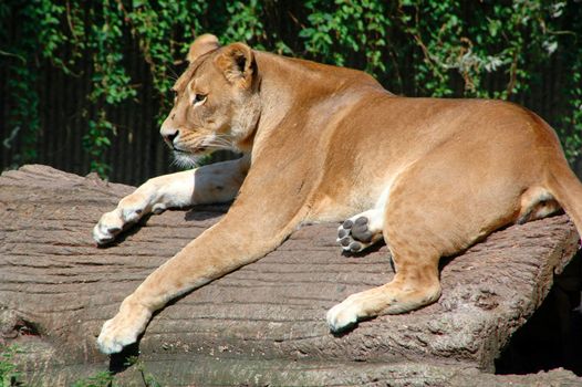 Lion is resting in the sun