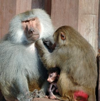 Monky family. Mother, father and baby