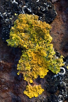 View of some yellow lichen growing on a piece of iron.