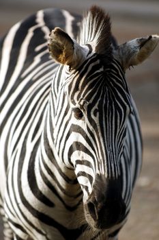 Zebra standing in the sun