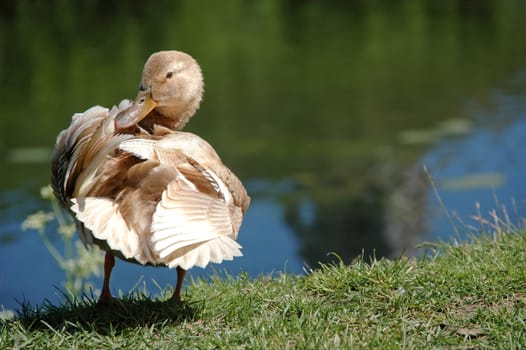 Sweet duck by a lake 