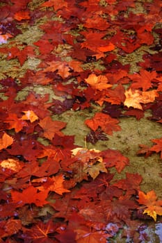 View of many scattered autumn leafs on the water.