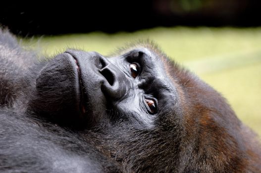 Ape is resting in the grass on a warm summer day.