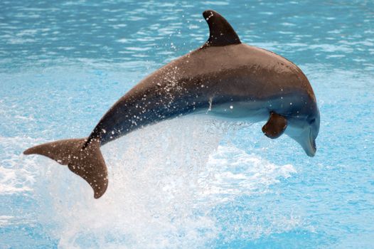 Happy dolphin is jumping out of the water