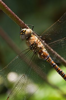 Dragonfly Aeshna mixta or Migrant hawker resting on flowerstalk - vertical