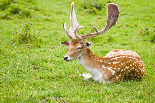 Fallow deer buck or Dama dama with shovel-shaped antlers in summer