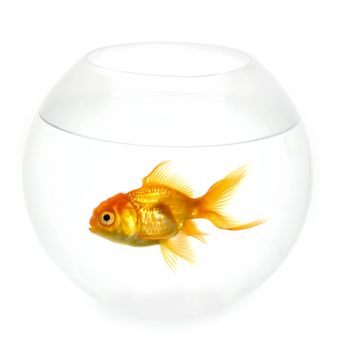 Alone goldfish is swimming in a fish bowl