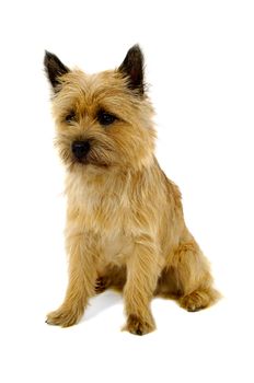 Sweet sad puppy dog is sitting on a white background. The breed of the dog is a Cairn Terrier.