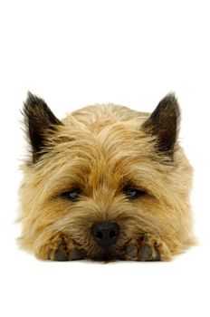 Sweet puppy dog is resting on a white background. The breed of the dog is a Cairn Terrier.