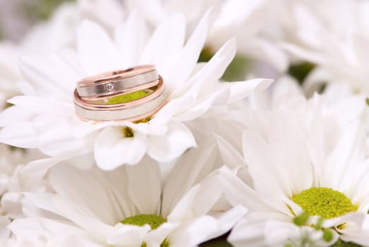 Wedding rings close-up on white chrysanthemum 