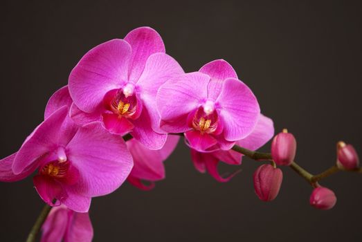 Pink orchid with buds on a black background