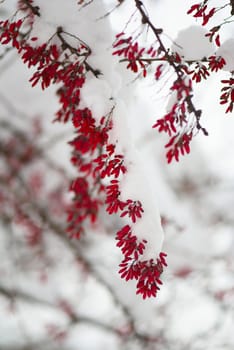 Branches with berries are heaped up by snow