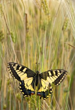 Eastern Festoon Butterfly - Zerynthia Cerisy in Cyprus.