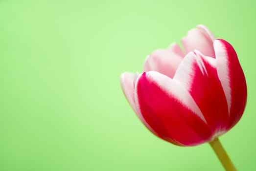 Red tulip isolated on green background 