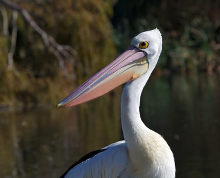 Portrait of an Australian Pelican (Pelecanus conspicillatus), Western Australia.