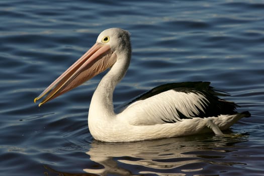 An Australian Pelican (Pelecanus conspicillatus), in the Swan River, Perth, Western Australia.