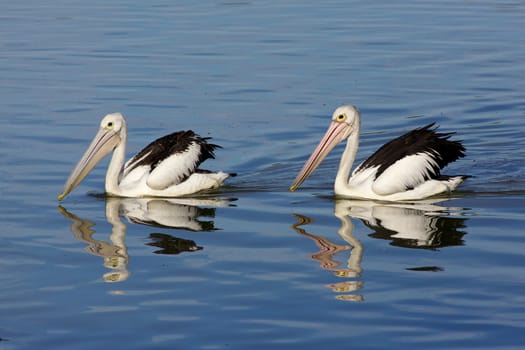 Australian Pelicans (Pelecanus conspicillatus), swimming in Lake Monger, Perth, Western Australia.