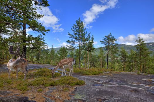 A male and a female deer in the norwegian forest