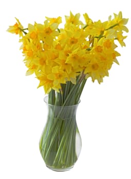 Flowerpot full of yellow daffodils over white background