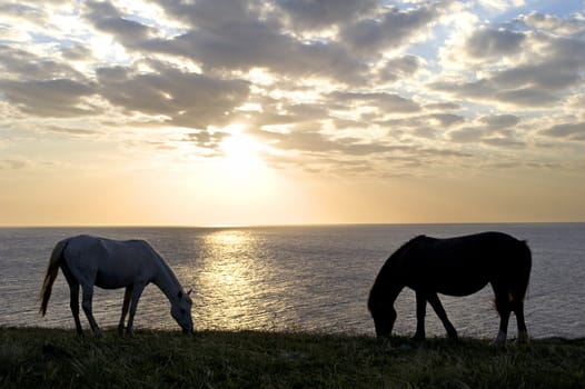 Two horses in front of the sea at sunset