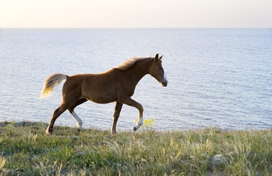 Horse browsing on the pasture in front of the sea