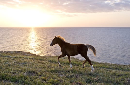 Horse browsing on the pasture in front of the sea