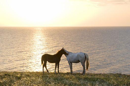 Two horses in front of the sea at sunset