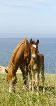 Mare and foal in front of the sea.