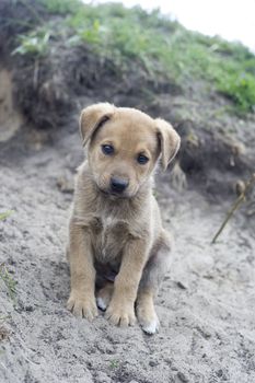 Homeless puppy near the hole