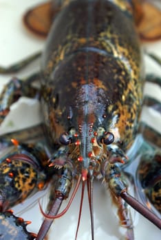 A fresh live lobster in a tank before it is cooked.