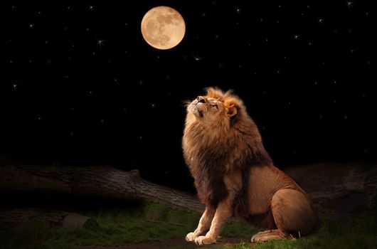 A lion looking at the moon