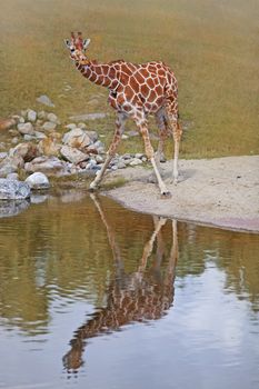 A giraffe by a waterhole