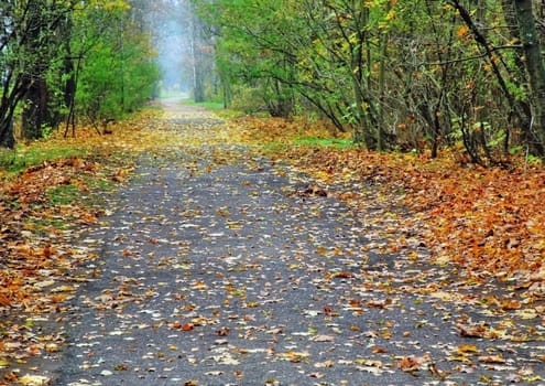 Asphalt road to autumn park with yellow leaves