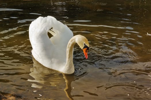 white swan float on brown spring water