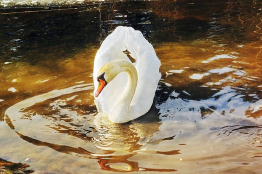 white swan float on brown spring water