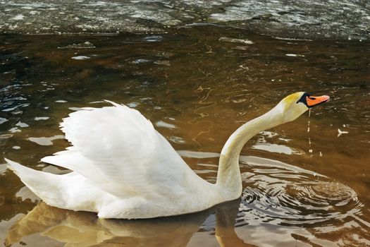 white swan float on brown spring water with ice