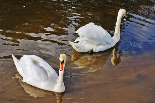 white swans float on brown spring water