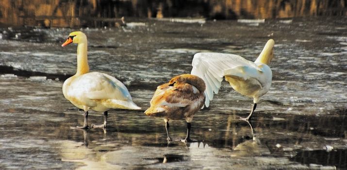 Swans stand on concealing spring ice